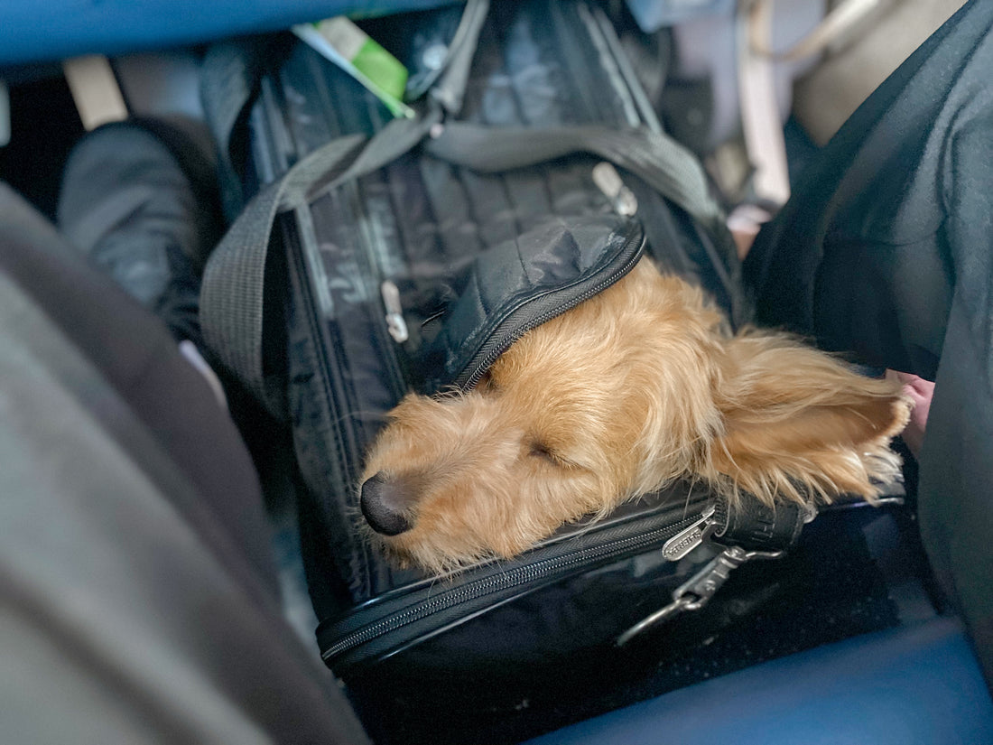 Flying with your furry friend✈
